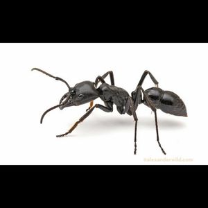 Meet your Posher, Elise